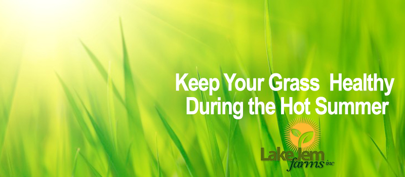 Keeping Summer Grass Healthy
