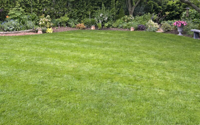 Top 4 Summer Sod Tips for Central Florida Lawns