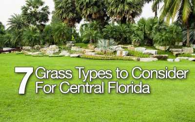 7 Grass Types to Consider for Central Florida