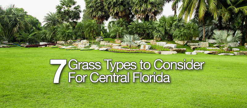 7 Grass Types to Consider for Central Florida