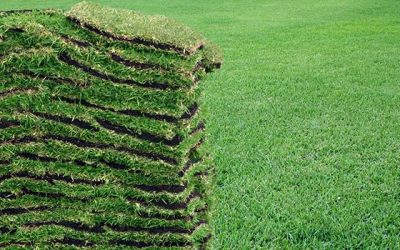 6 Steps for Turfgrass Installation in Central Florida