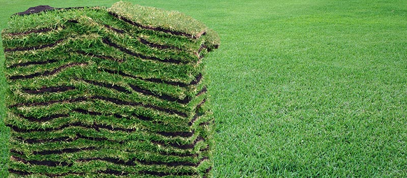 6 Steps for Turfgrass Installation in Central Florida