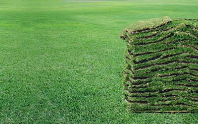 Installing A New Lawn In Orlando