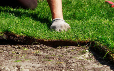 When You Should Plant Sod in Central Florida