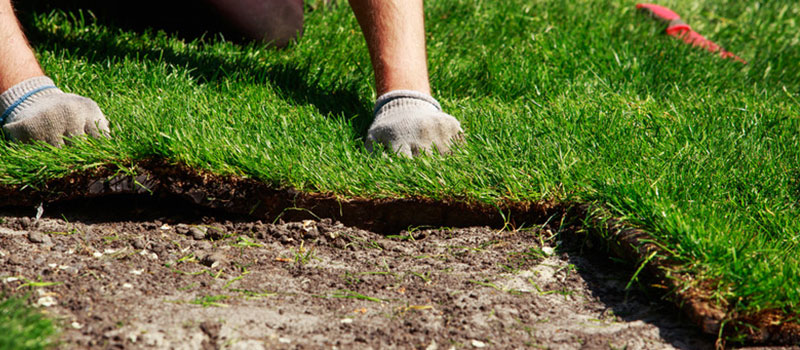 When You Should Plant Sod in Central Florida