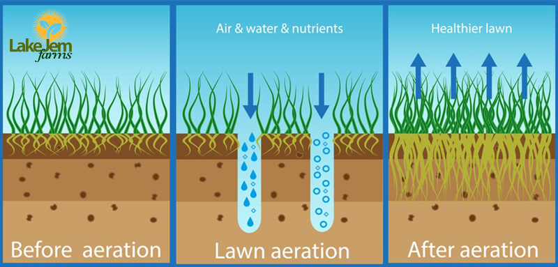 The Benefits of Aeration for Central Florida Lawns